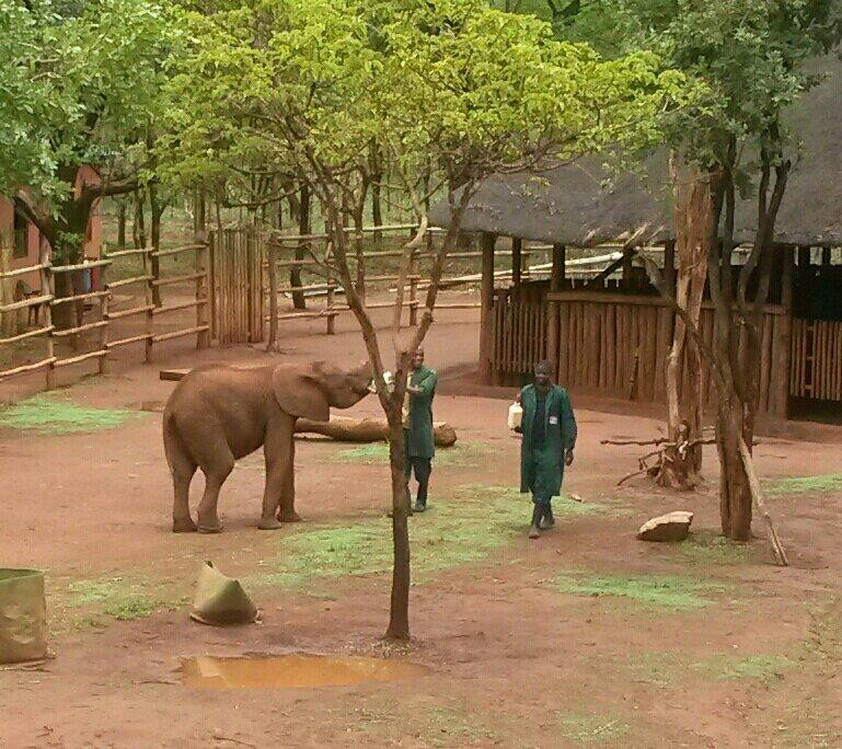 Lilayi Elephant Nursery-卢萨卡必去景点
