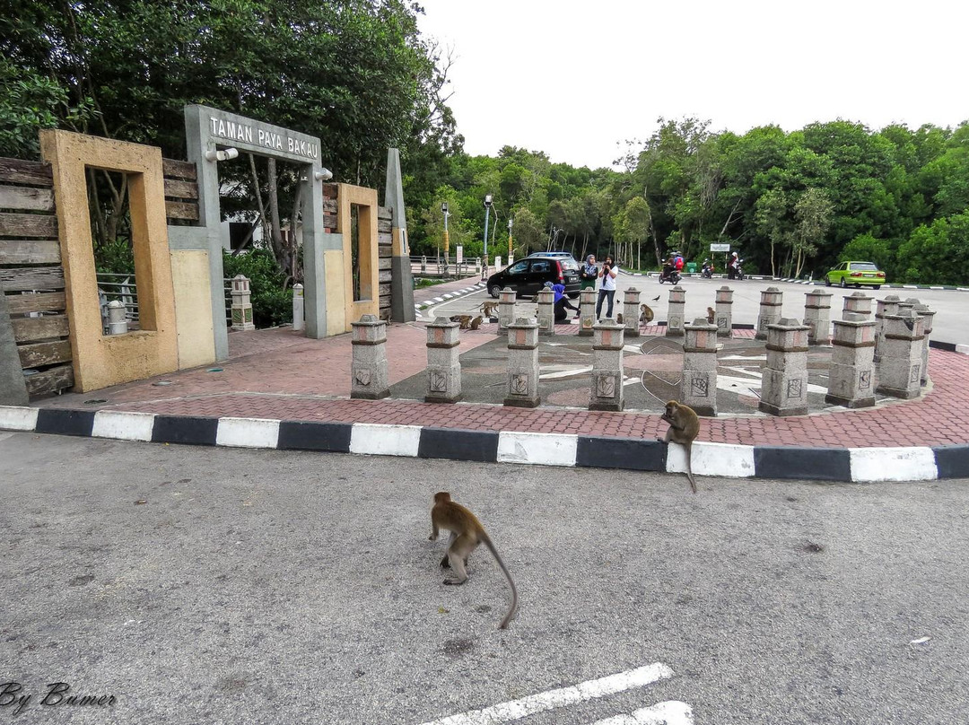 Mangrove Swamp Park-红土坎必去景点