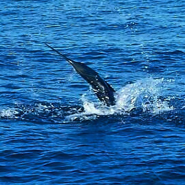 Carolina Style Sportfishing景点图片