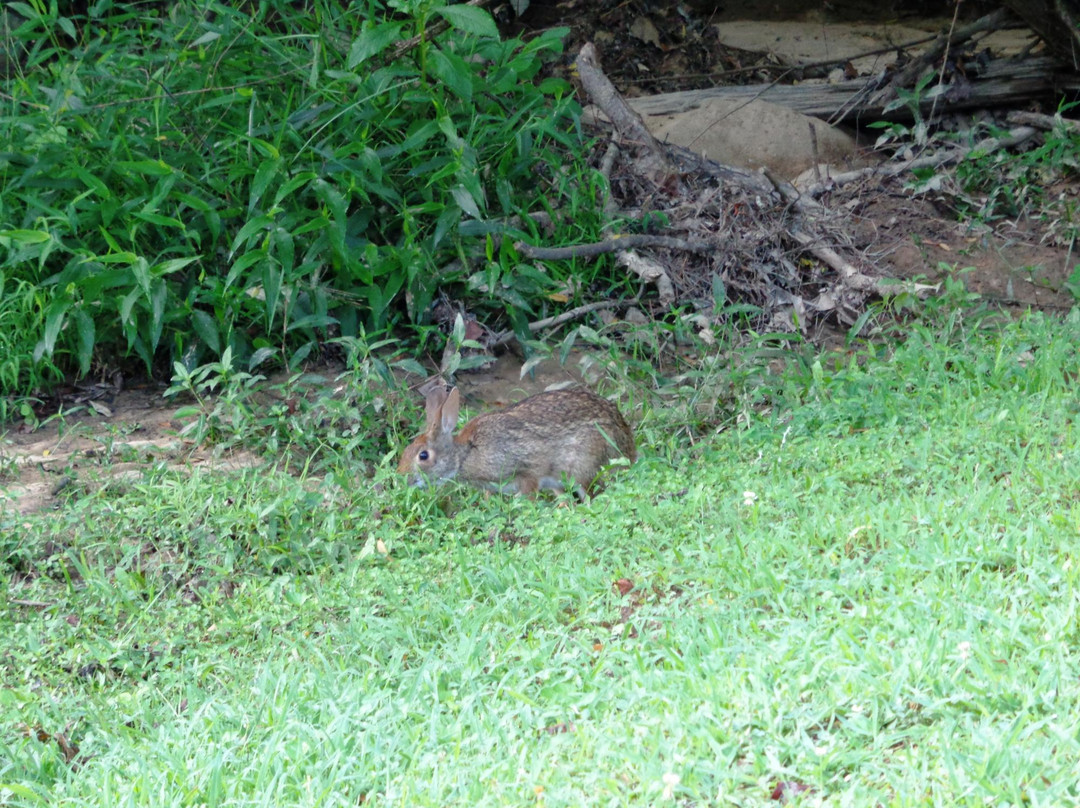 Big Creek Greenway-阿尔法利塔必去景点