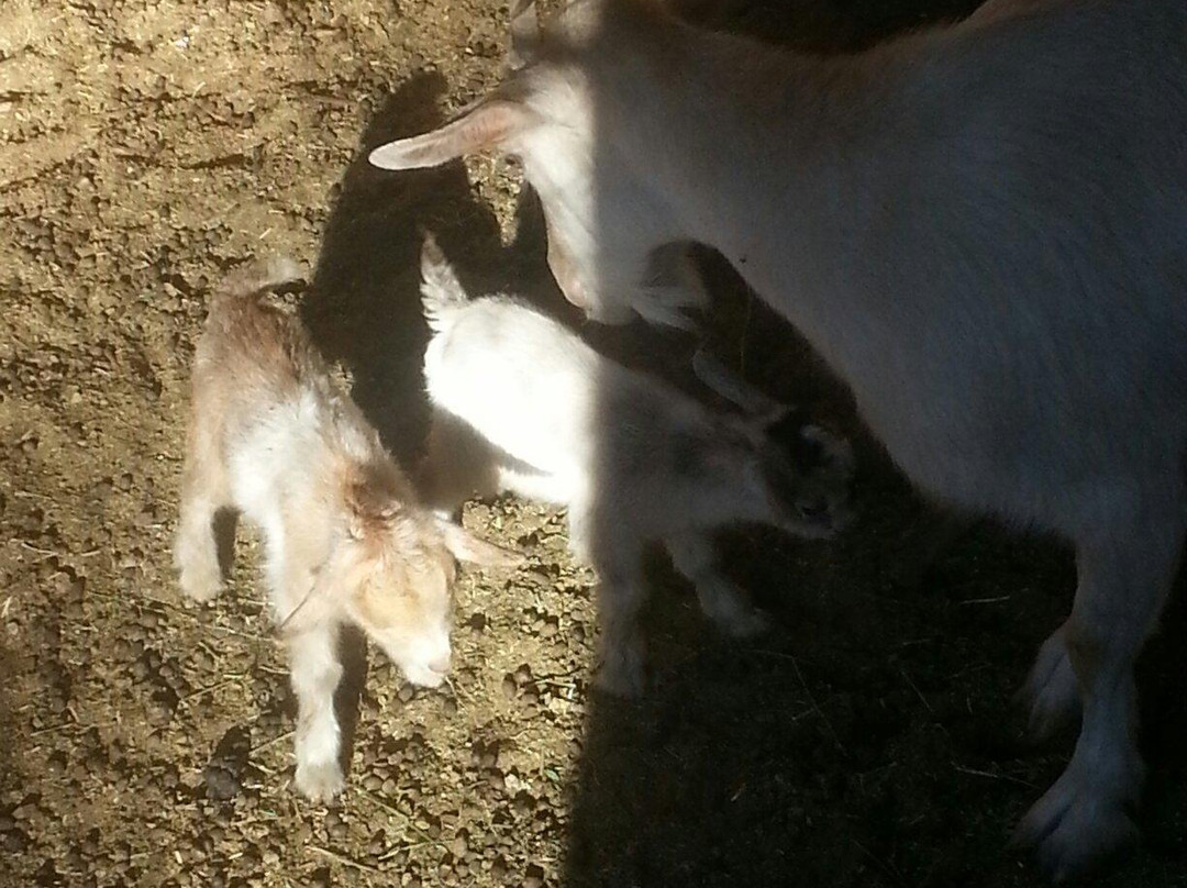 Greenspot Farms-Mentone必去景点