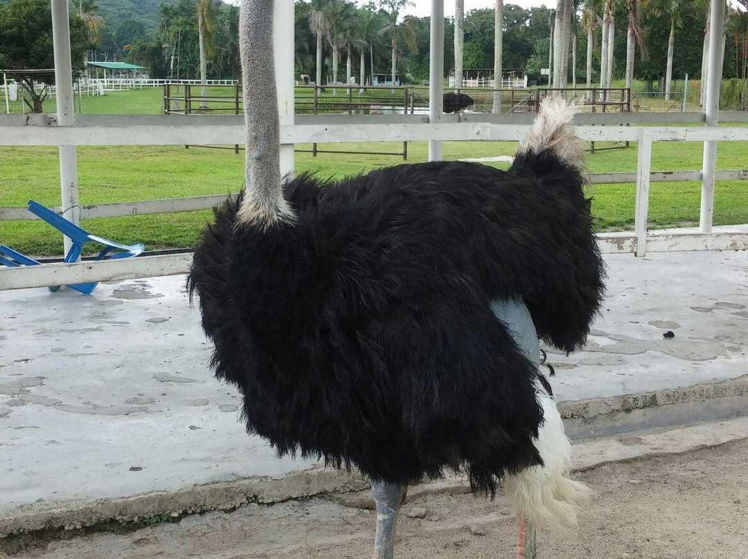 Jelita Ostrich Farm景点图片
