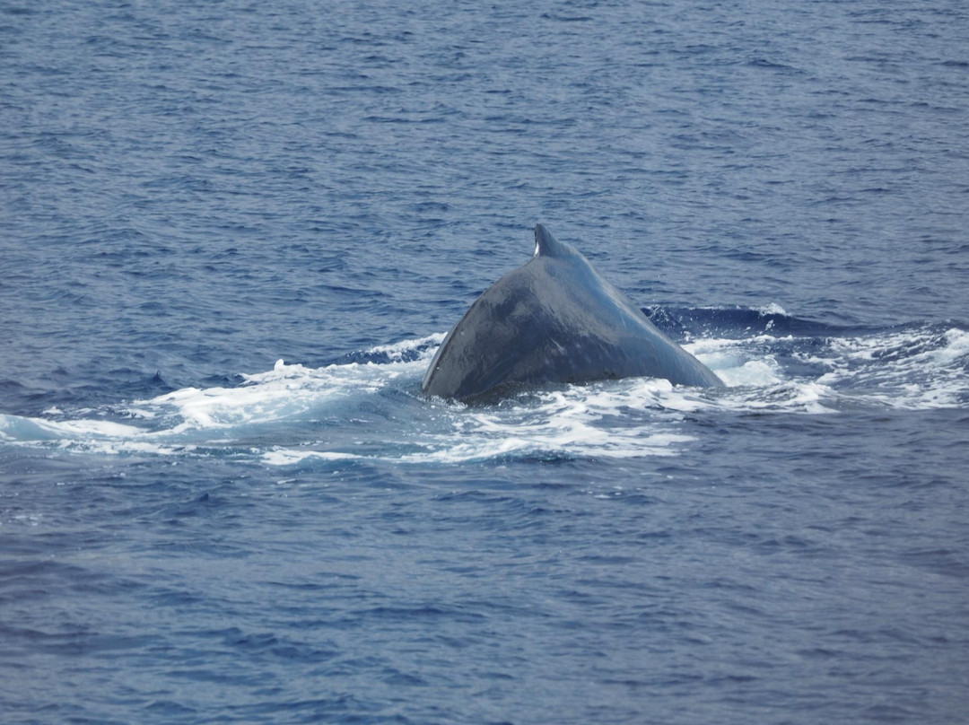 Whale Center of the Pacific-拉海纳必去景点