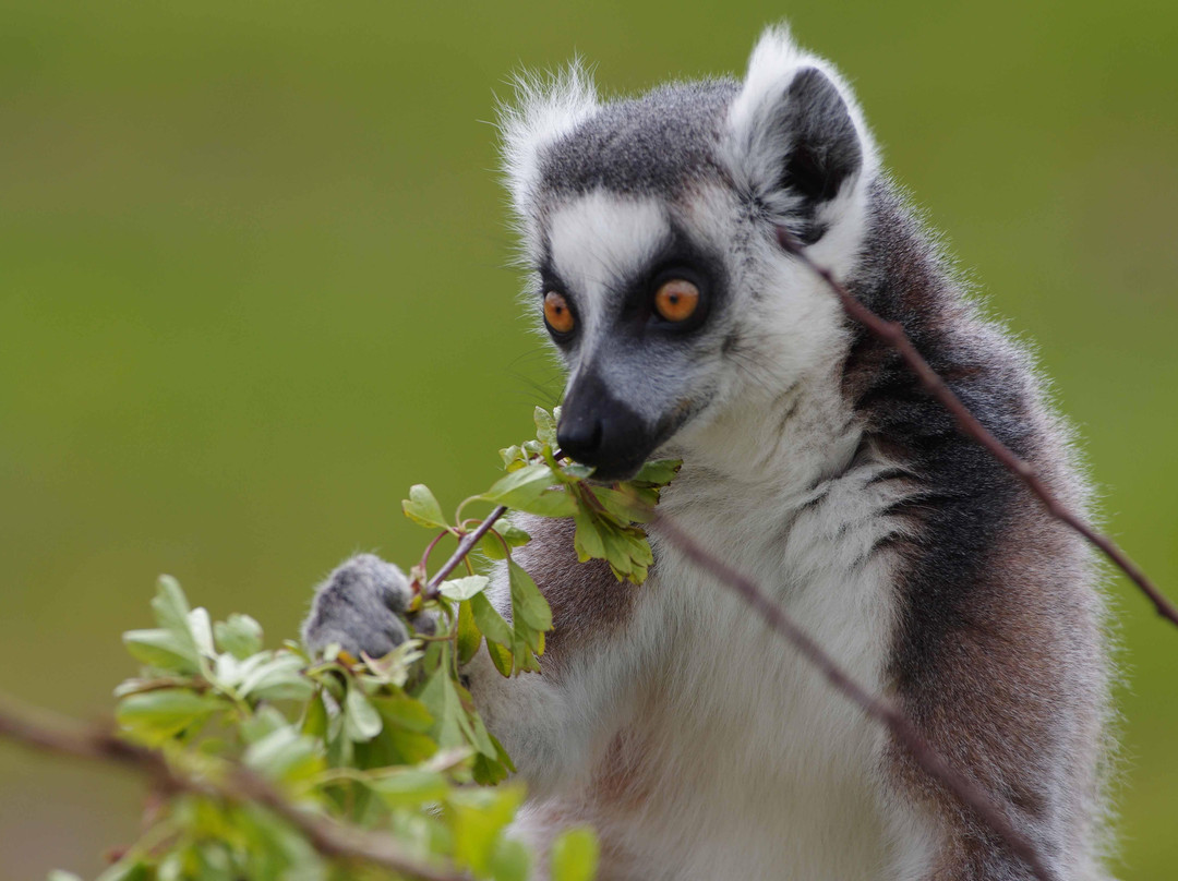 Twycross Zoo景点图片