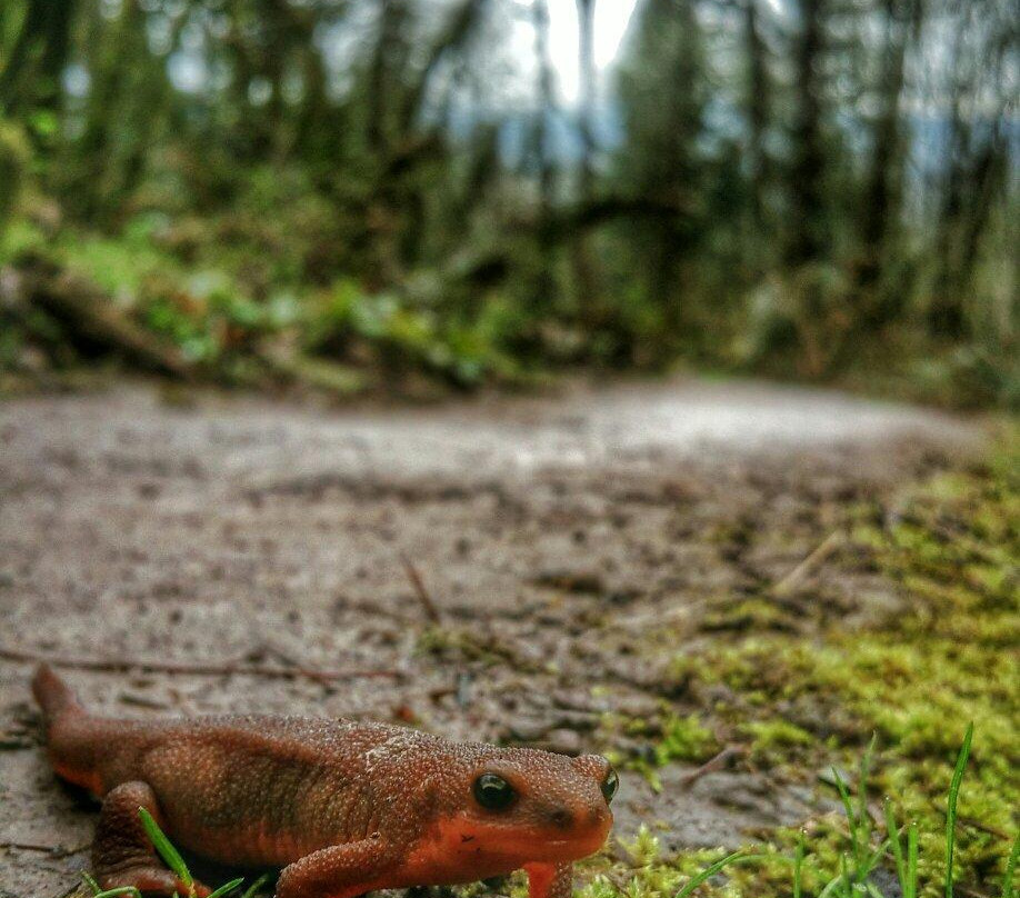 Mount Talbert Nature Park-Clackamas必去景点