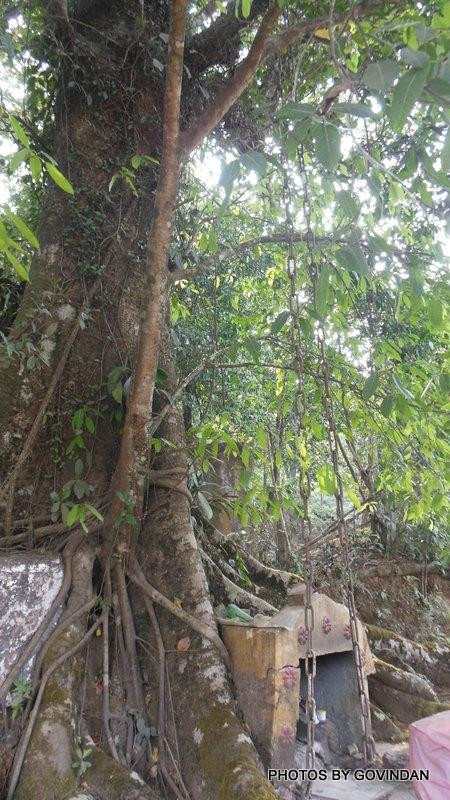 Chain Tree of Karinthandan-Vythiri必去景点