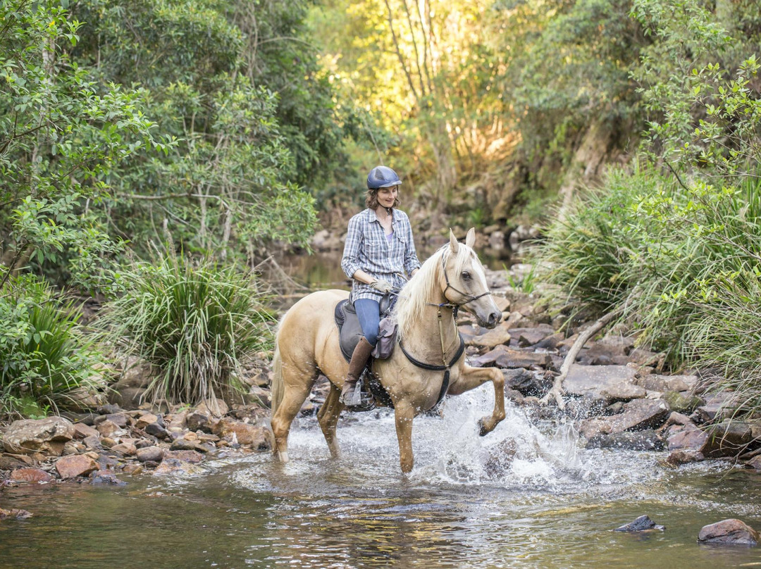 Kerewong Horse Farm Nsw-Lorne必去景点