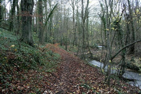 Anston Stones Wood-谢菲尔德必去景点