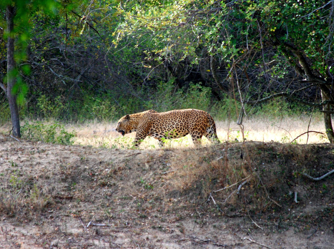 Yala Safari Holidays - Private Game Drives-雅拉国家公园必去景点