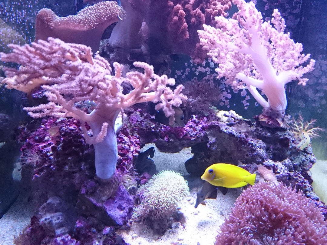 Acuario de la Universidad de Murcia-穆尔西亚必去景点