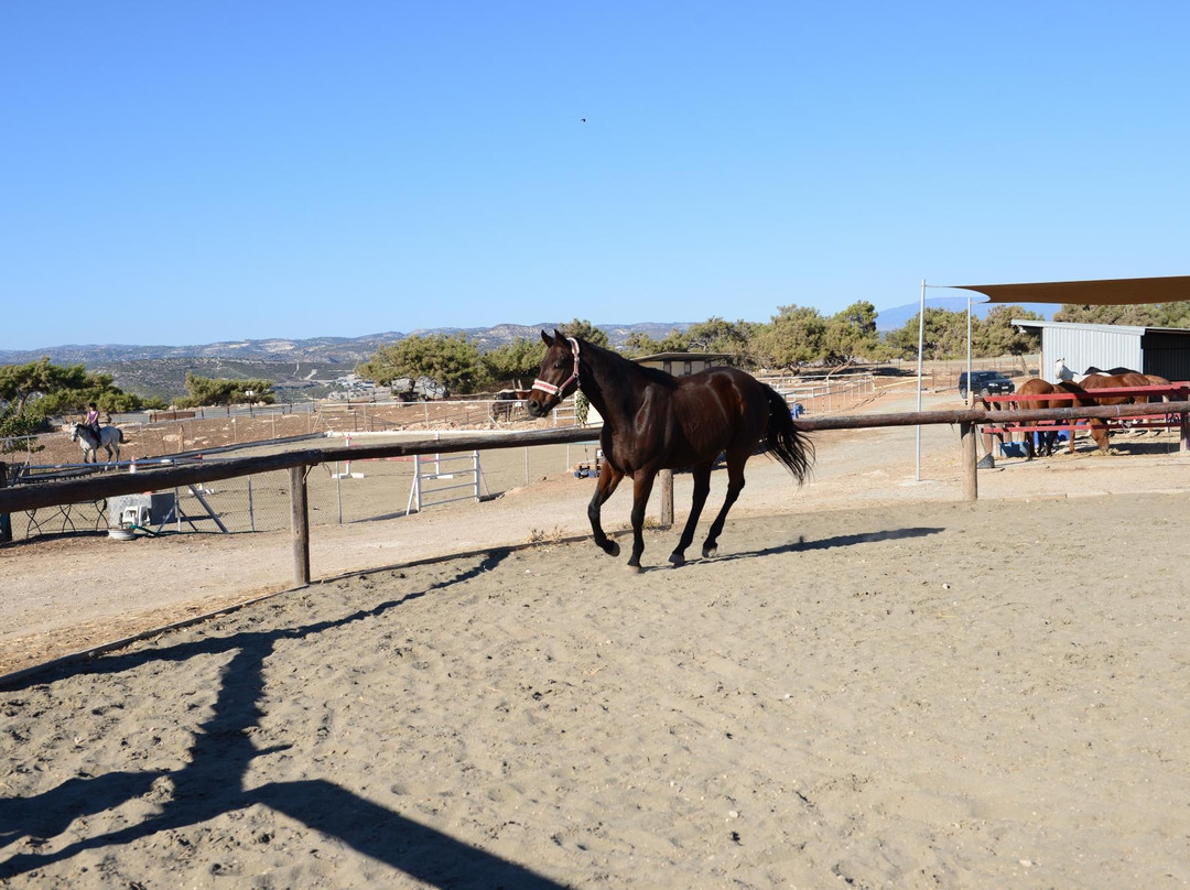 Alexandros Riding Stables-皮索里必去景点