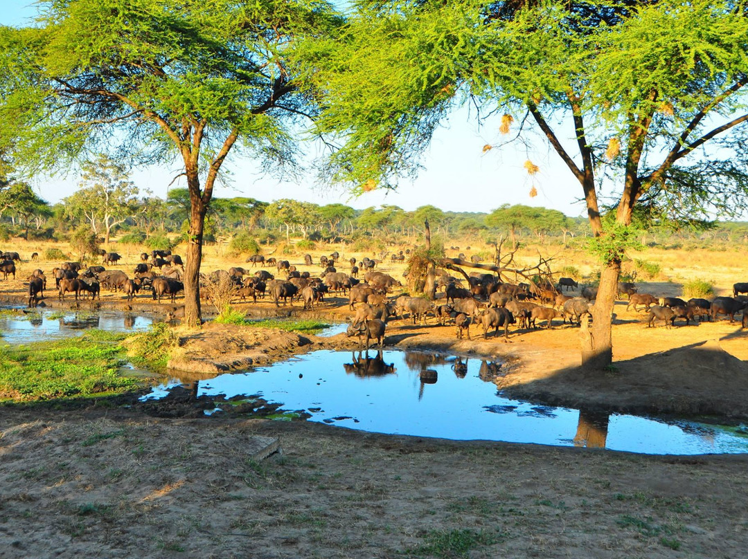 Senyati Safari Camp