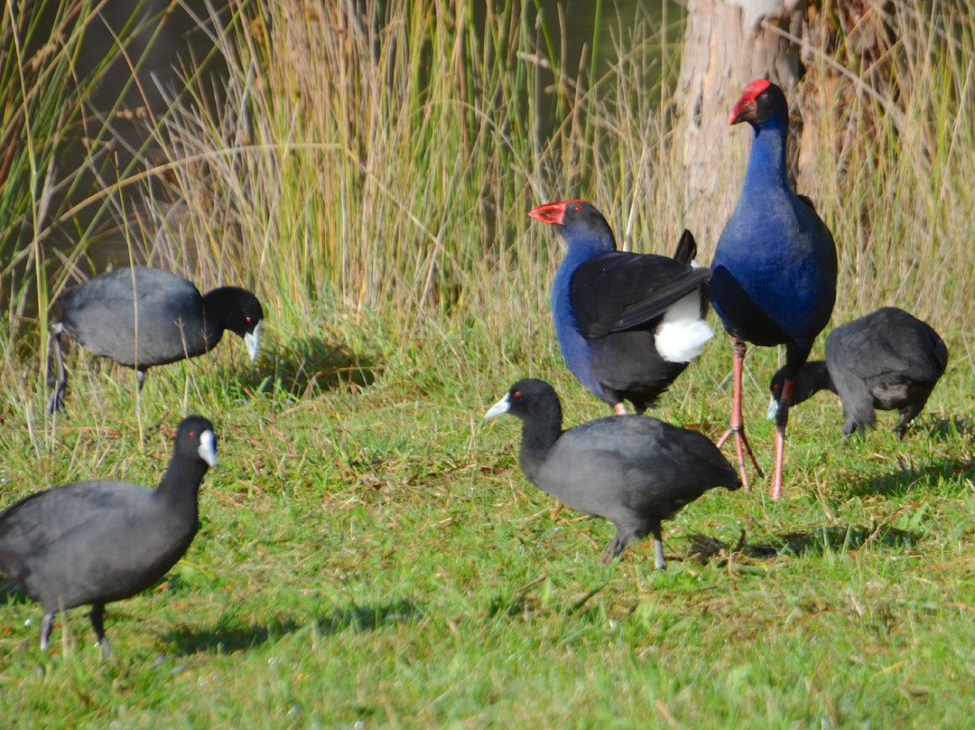 Birdsland Reserve景点图片