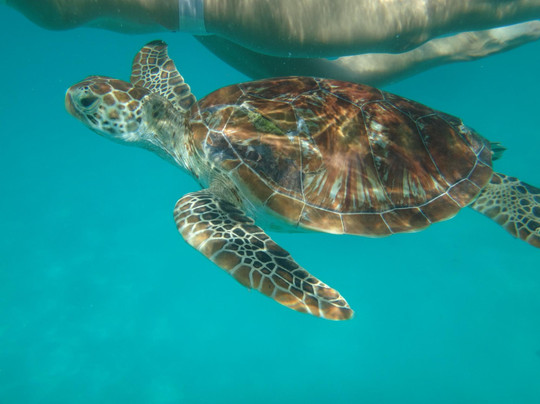 大堡礁巡航之旅-凯恩斯必去景点