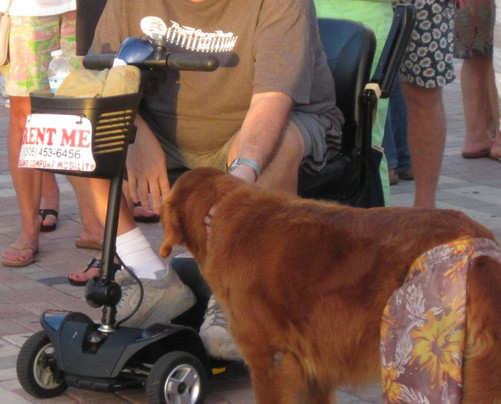 Island Comfort Mobility - Mobility Scooter & Bike Rentals-基韦斯特必去景点