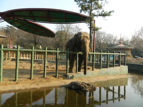 红山森林动物园-南京市必去景点