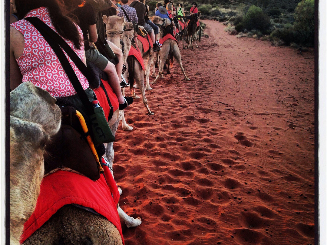 Uluru Camel Tours景点图片