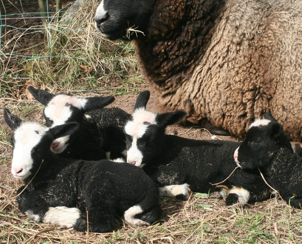 Mansefield B&B主图