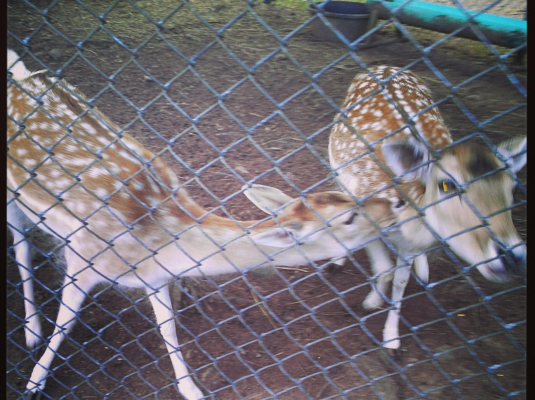 Bailiwick Animal Park-Catskill必去景点