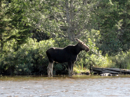Moose Country Safaris-Sangerville必去景点