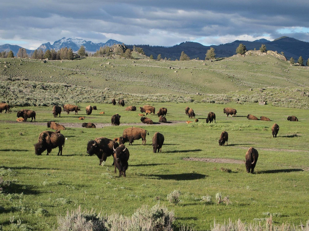 拉马尔山谷-黄石国家公园必去景点