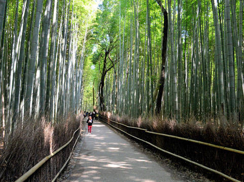 嵯峨野竹林-京都市必去景点