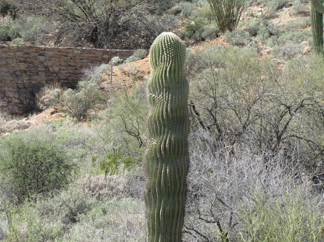 Fountain Hills Botanical Garden-Fountain Hills必去景点