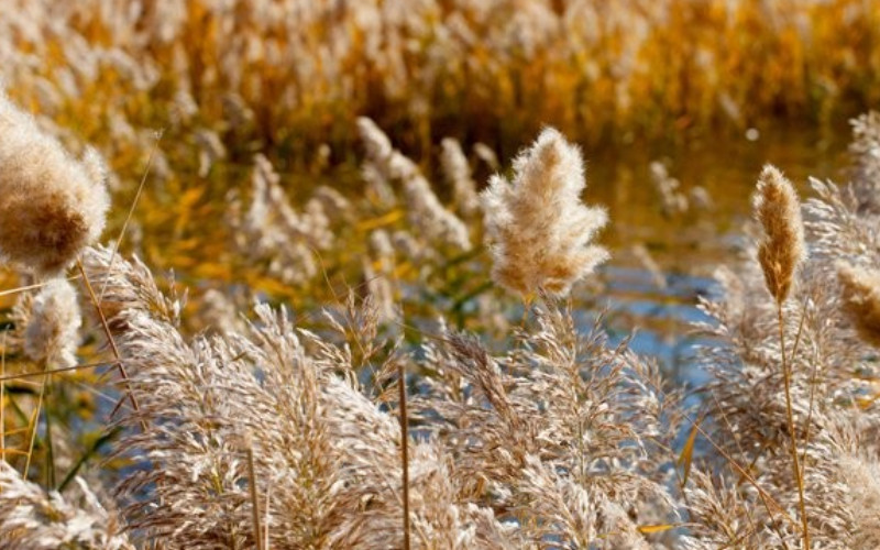 居延海-额济纳旗必去景点
