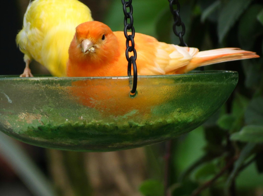 布鲁代尔花鸟保护园-温哥华必去景点