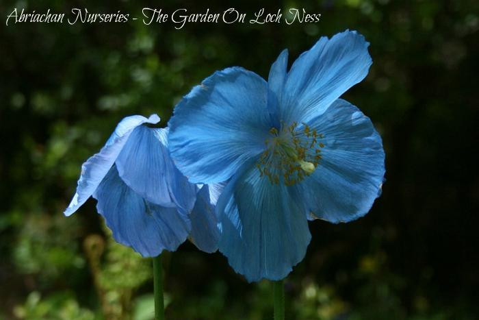 Abriachan Nurseries - The Garden On Loch Ness-Abriachan必去景点