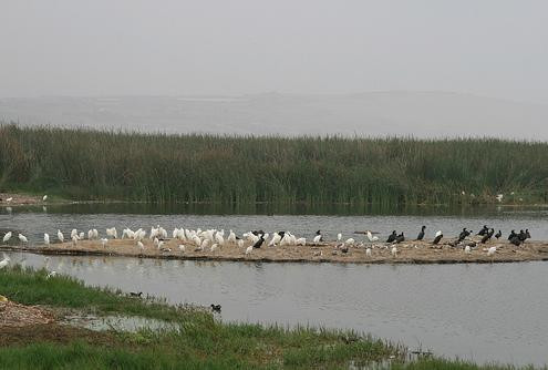 Humedal Pantanos de Villa-利马必去景点