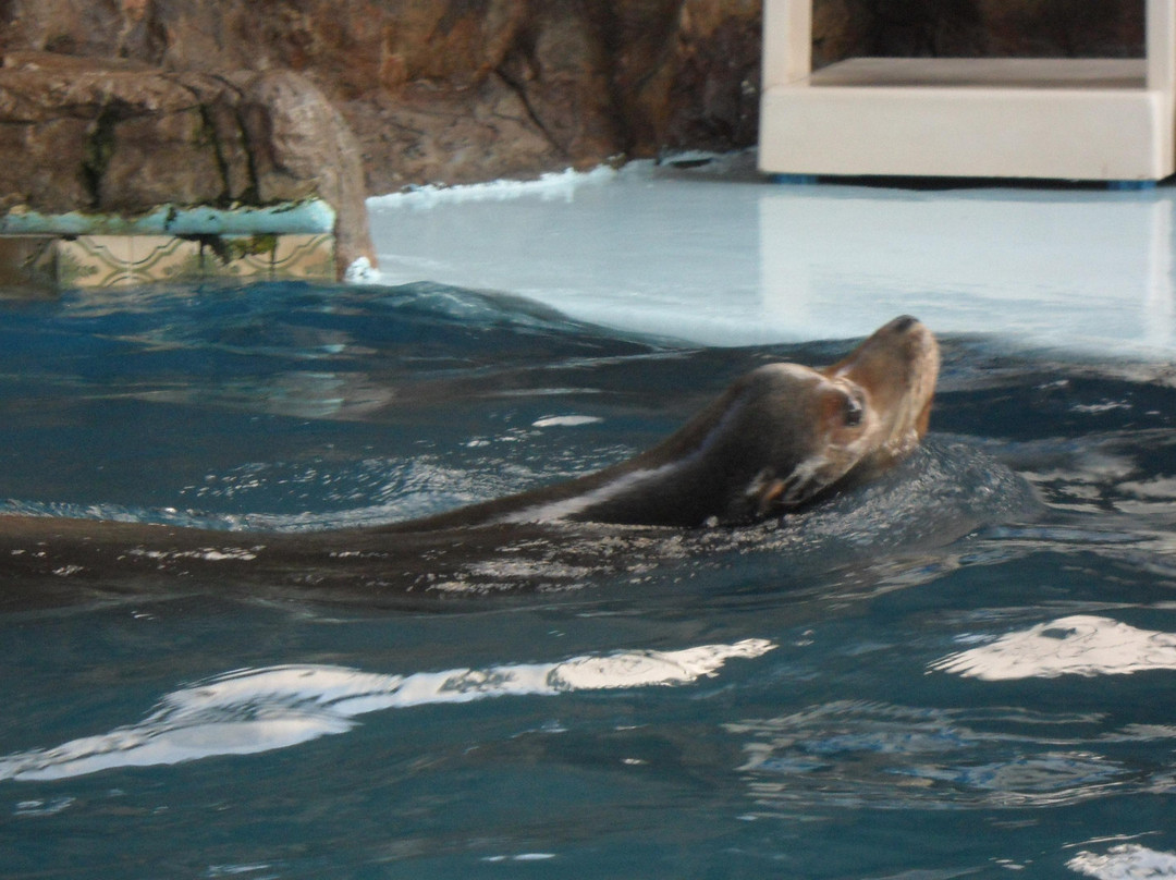 Gran Acuario Mazatlán Mar de Cortés-马萨特兰必去景点