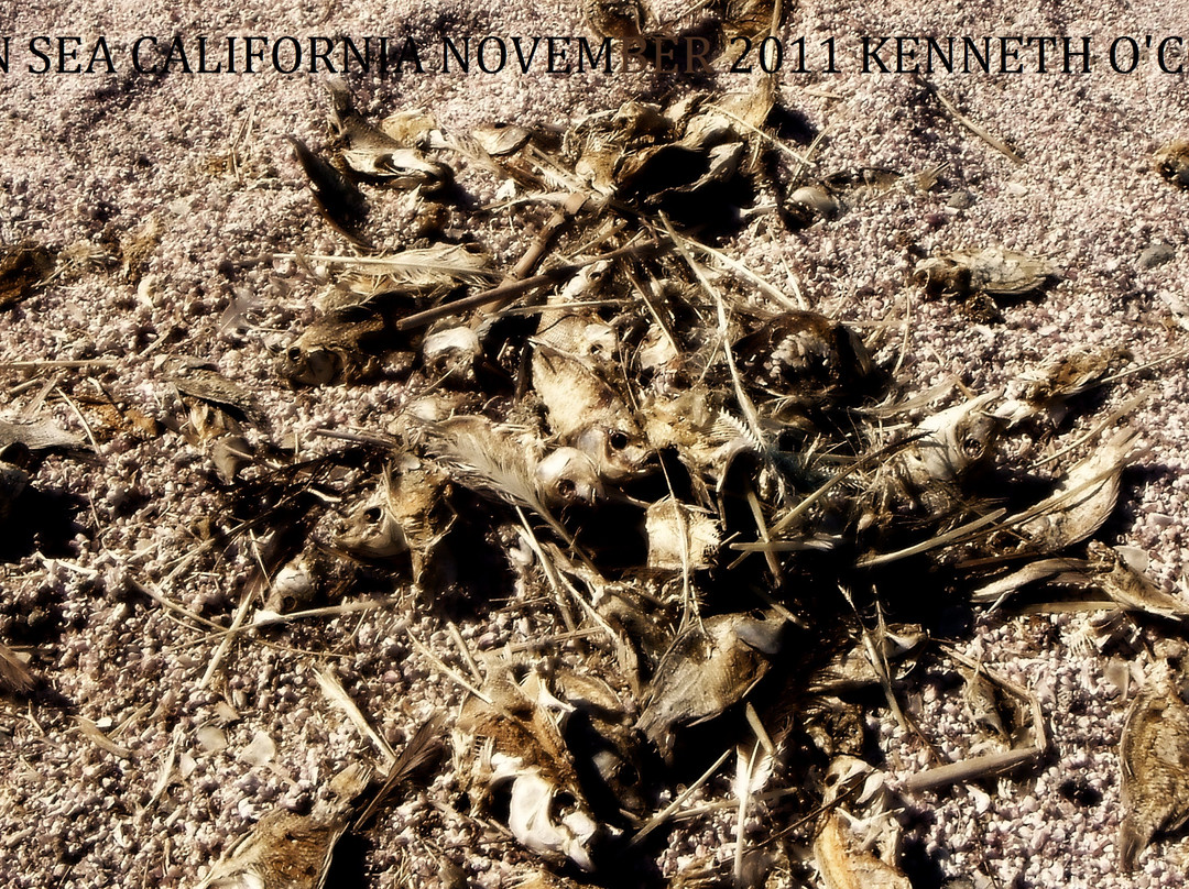 Salton Sea-Salton City必去景点