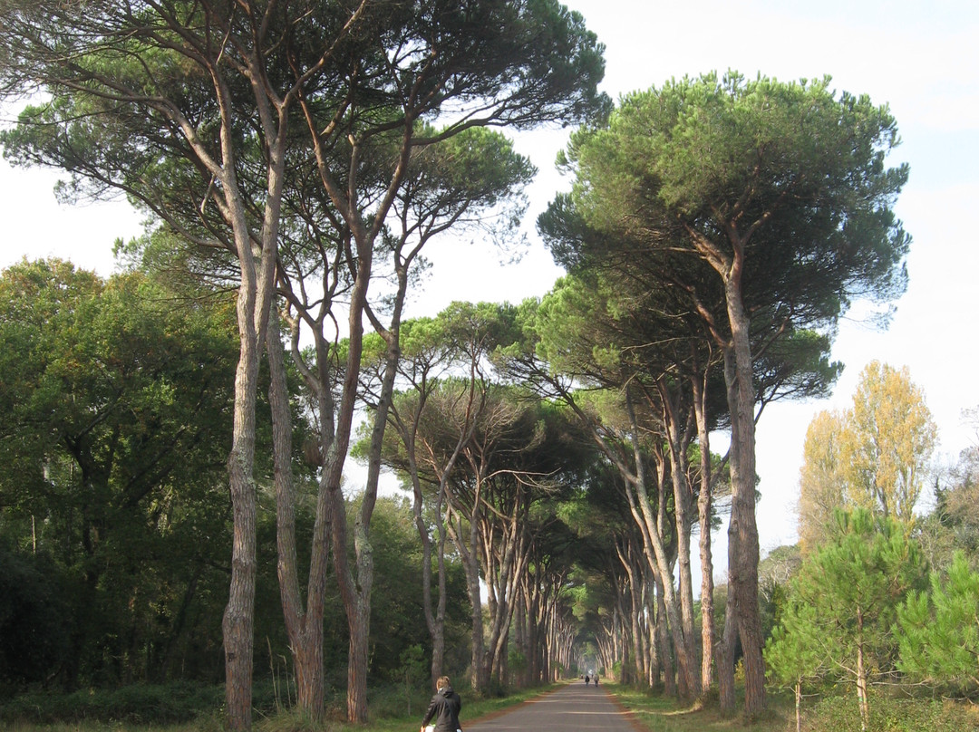 Parco Regionale Migliarino San Rossore Massaciuccoli-比萨必去景点