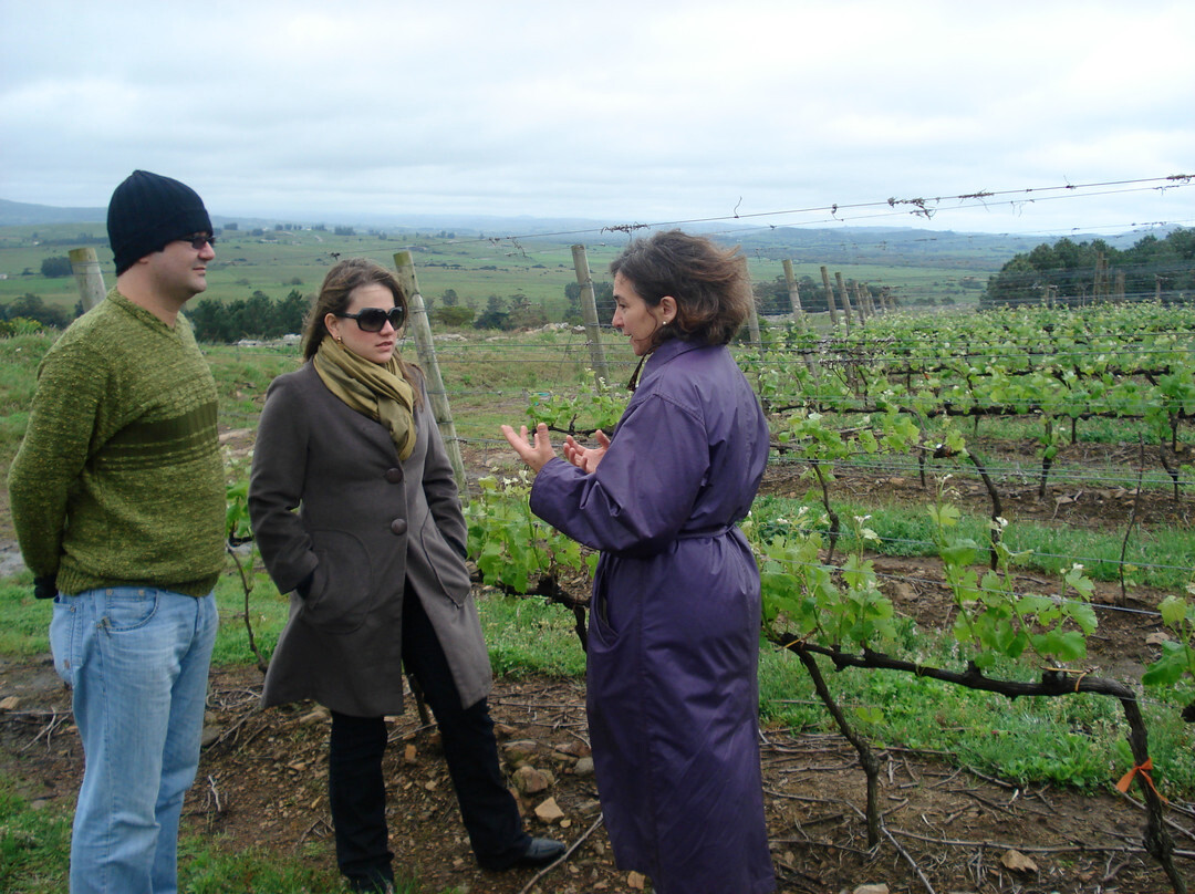 The Wine Experience-Punta Ballena必去景点