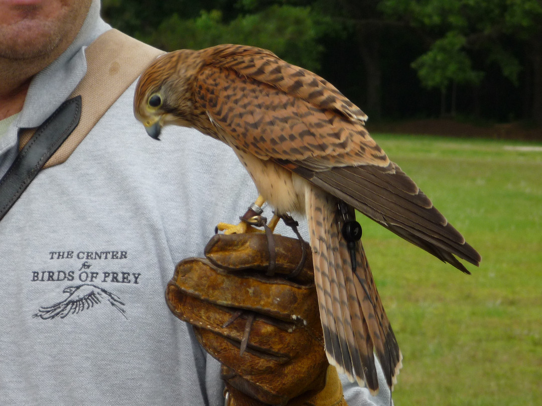 The Center For Birds Of Prey景点图片