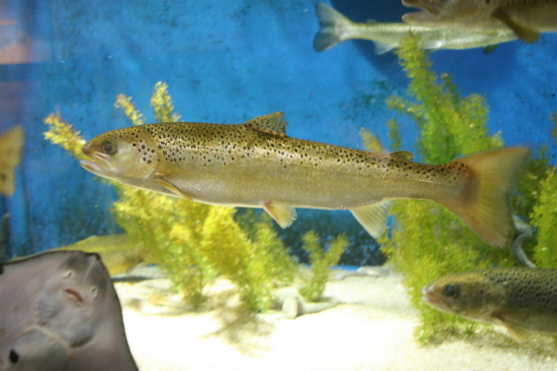 Aquarium of the National Marine Fisheries景点图片