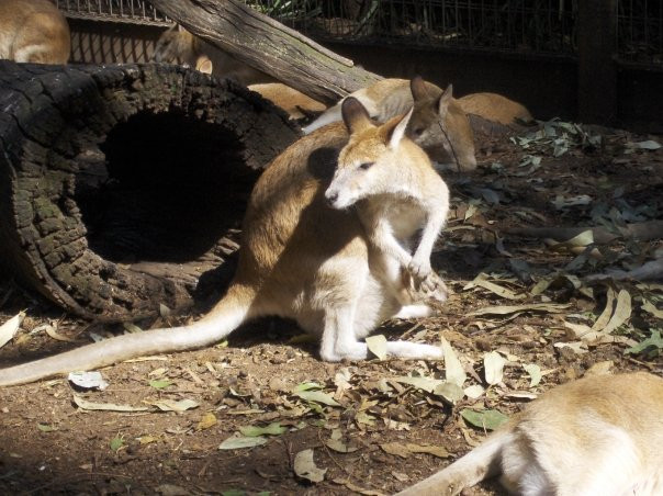 费尔非尔德市农场-悉尼必去景点