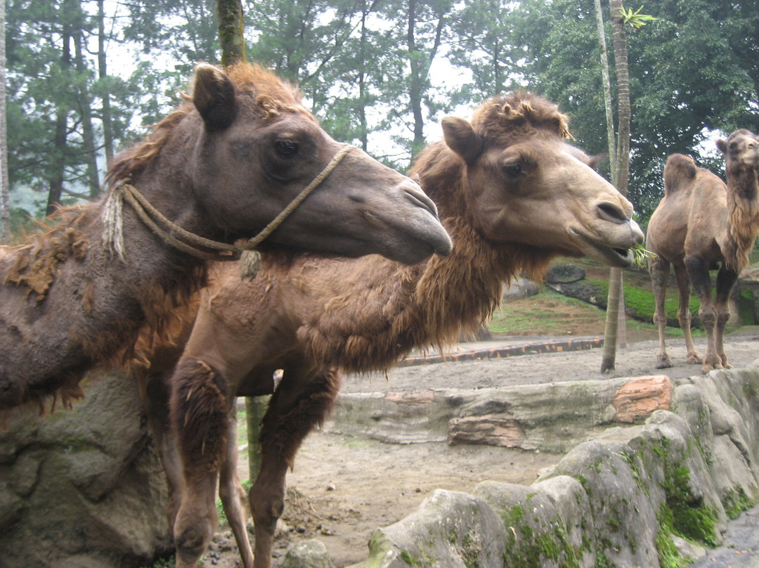 Taman Safari Indonesia Bogor-Cisarua必去景点