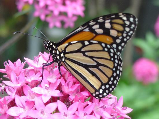 帕奈瓦热带雨林动物园