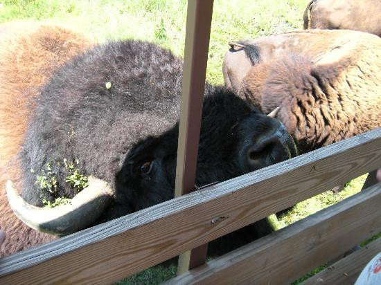 The Buffalo Ranch景点图片