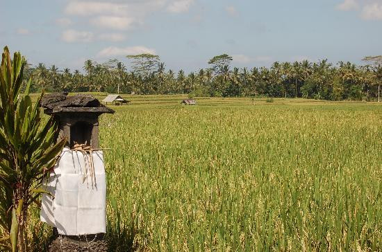 BaliGoBike - Bali Cycling Tours-乌布必去景点