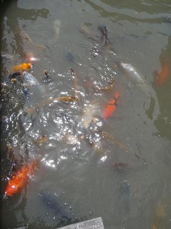 Jardín Japonés-布宜诺斯艾利斯必去景点