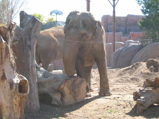 El Paso Zoo-埃尔帕索必去景点