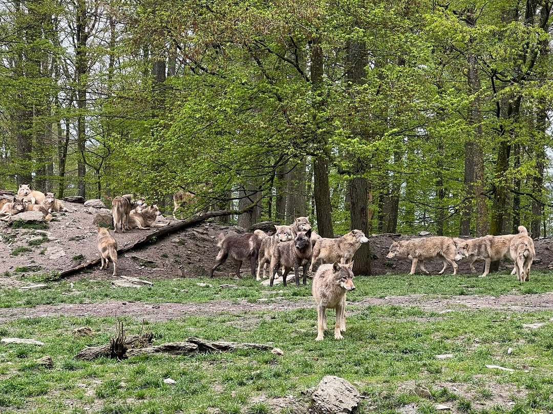 Wildpark Bad Mergentheim景点图片