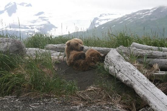 Alaska Bear Adventures-荷马必去景点