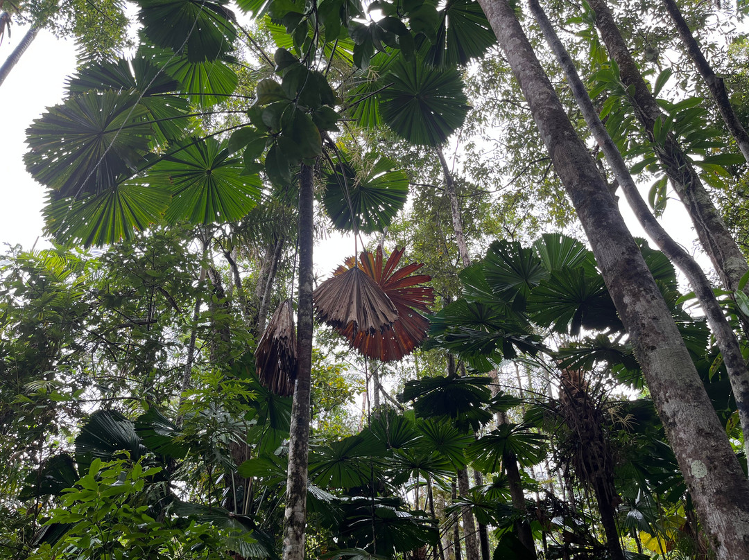 Marrdja Botanical Walk-Cape Tribulation必去景点