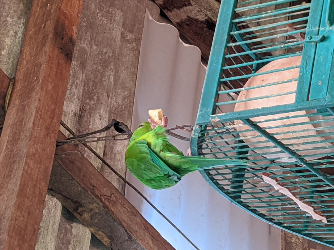 Fazenda Renopolis-圣安东尼奥杜皮尼亚尔必去景点