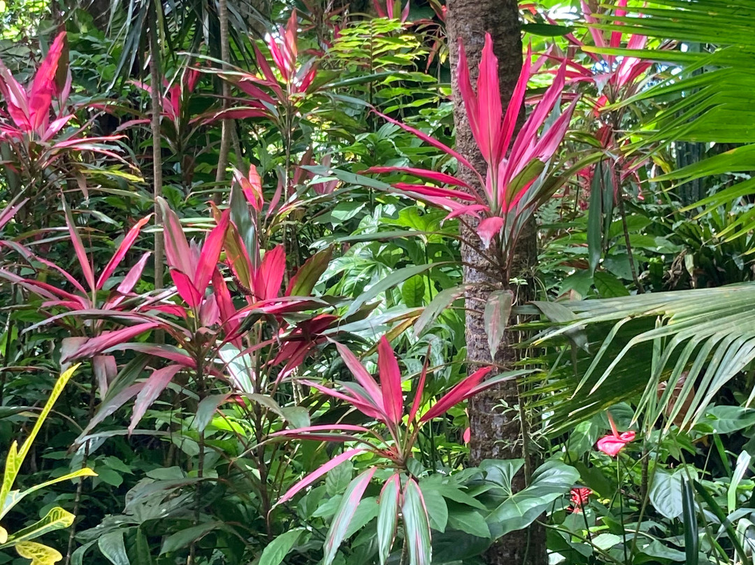 Jardin de Cantamerle-Capesterre-Belle-Eau必去景点