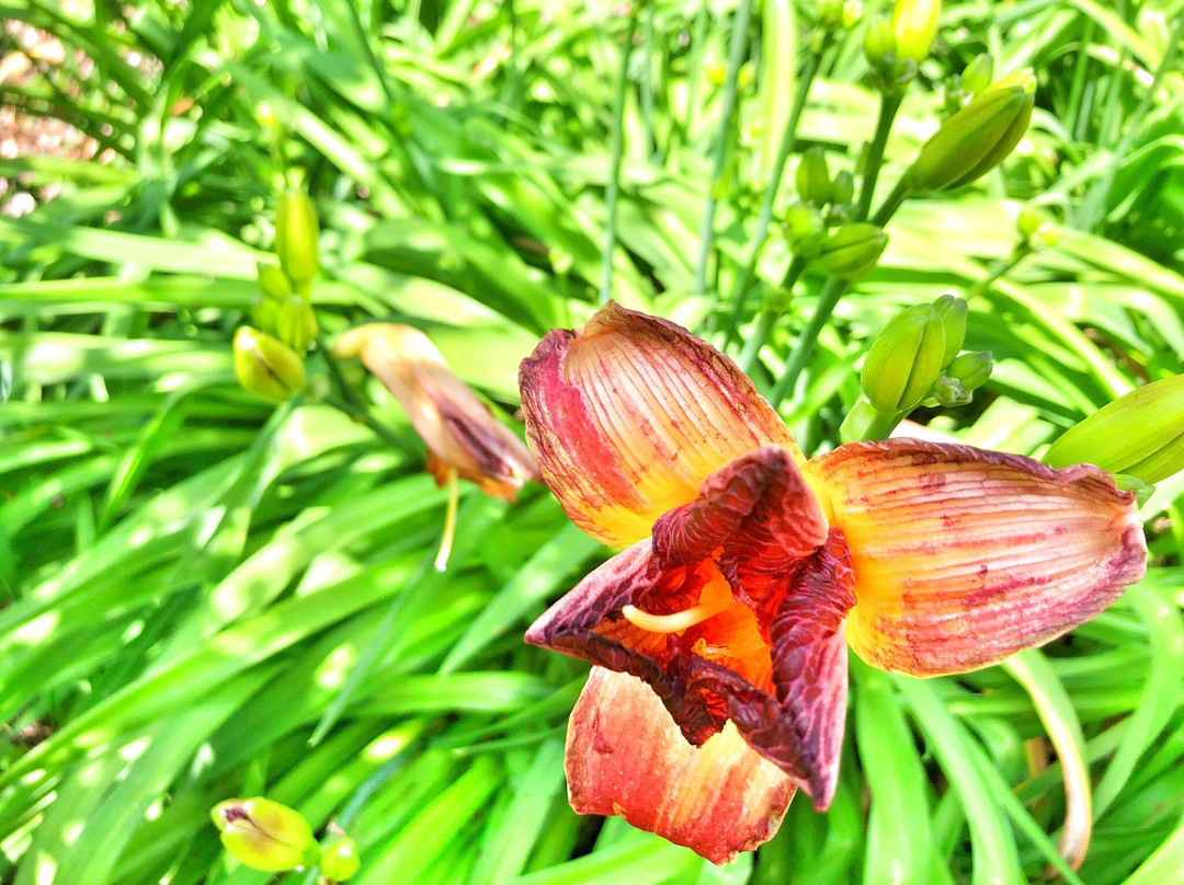 Les Jardins de la Quinta das Mil Flores景点图片